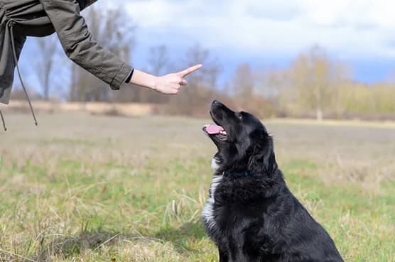 Cachorro parado obedecendo ao comando "stay" (ficar) em inglês
