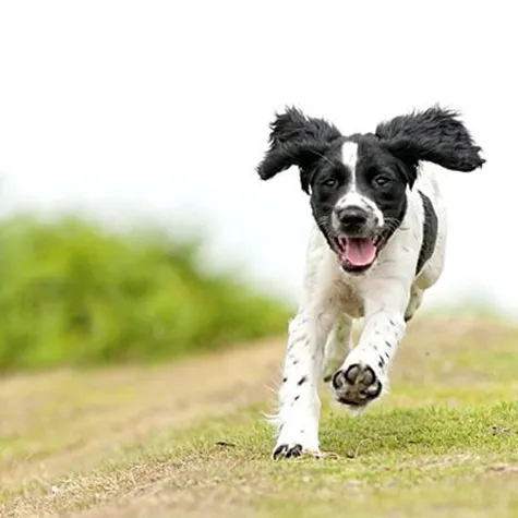 Cão correndo e brincando de forma controlada ao comando "run"