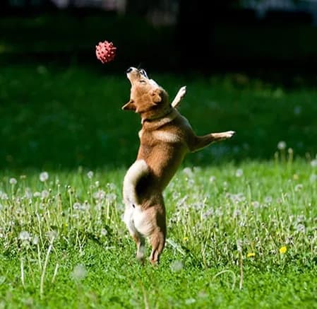 Cachorro pegando uma bola na boca ao comando "catch"