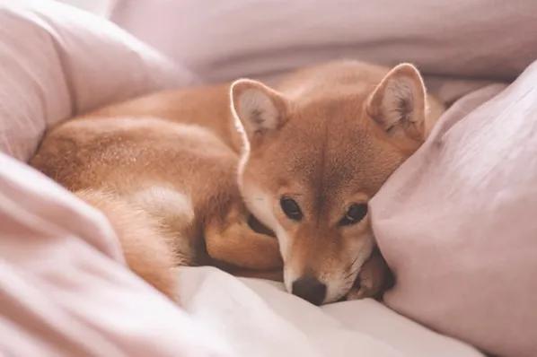 Cachorro em silêncio respondendo ao comando "quiet" para parar de latir