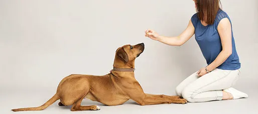 Cão deitado obedecendo ao comando "lie down" (deitar) em inglês
