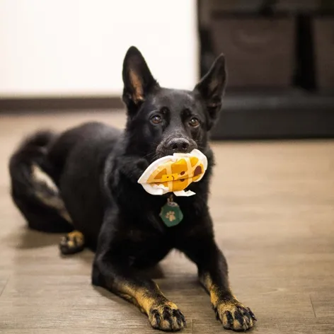 Cão soltando um objeto da boca ao comando "drop"