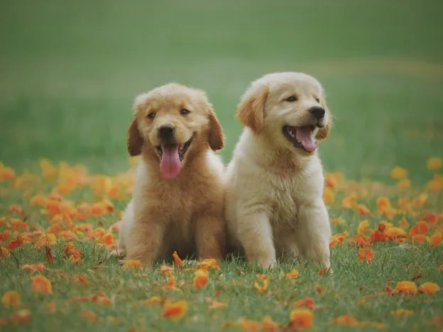 Filhotes de cachorro (puppies) brincando juntos