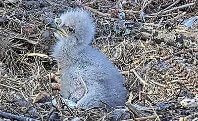 Filhote de águia (eaglet) aprendendo a voar
