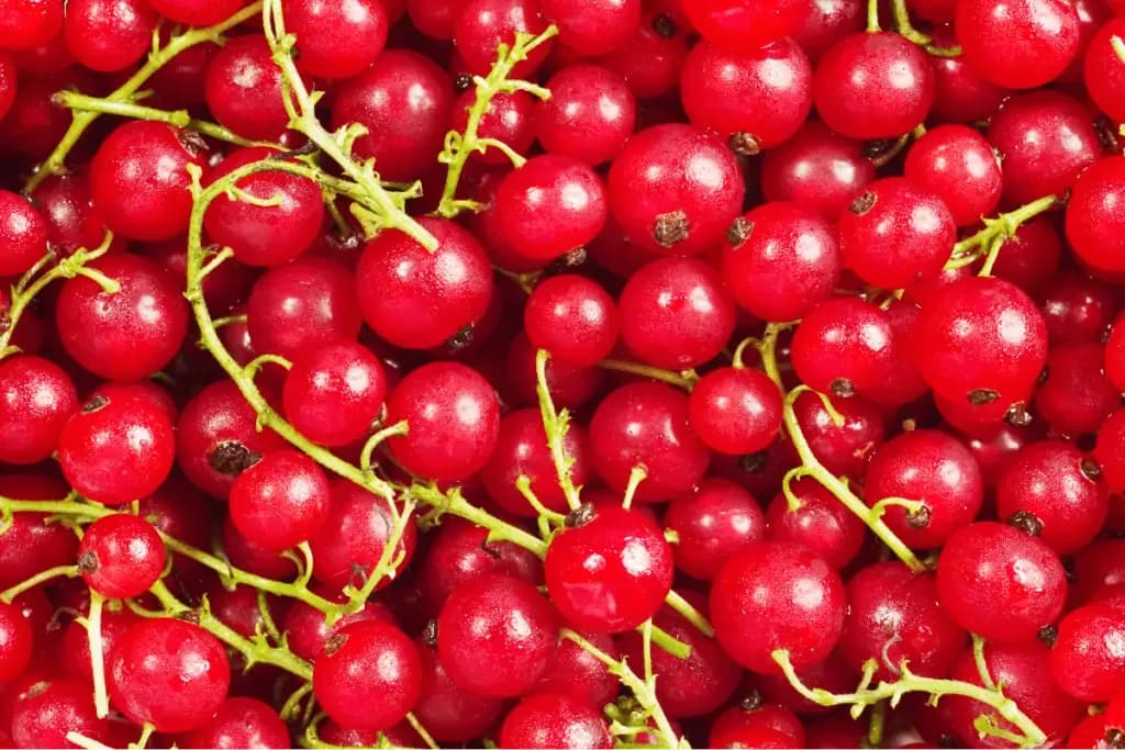 Como se diz Groselha em inglês? Currants