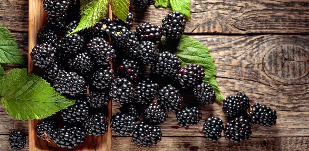 Como se diz Amora em inglês? Blackberries