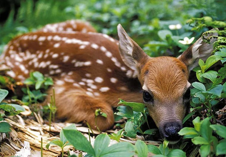 Filhote de veado (fawn) explorando a natureza
