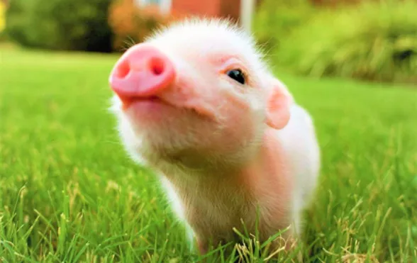 Leitão (piglet) usado para ensinar nomes de animais jovens em inglês
