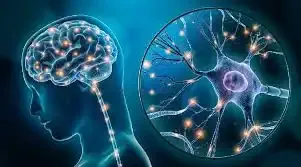 neuroplasticidade do cérebro e adultos aprendendo inglês com música ou aula particular