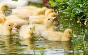 Patinho (duckling) se acostumando ao lago