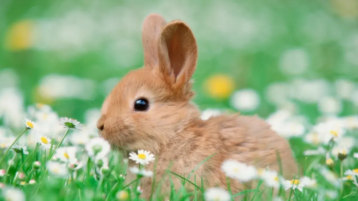 Coelhinho (bunny) usado para ensinar nomes de filhotes em inglês