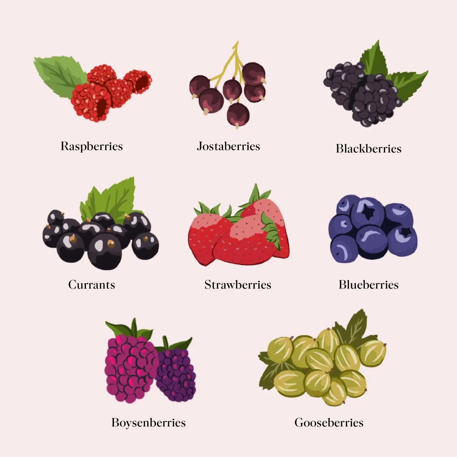 Ilustração de oito tipos de frutas vermelhas organizadas em uma grade, com o nome de cada fruta embaixo. De cima para baixo, da esquerda para a direita: framboesas, jostaberries, amoras, groselhas, morangos, mirtilos, boysenberries e groselhas-verdes