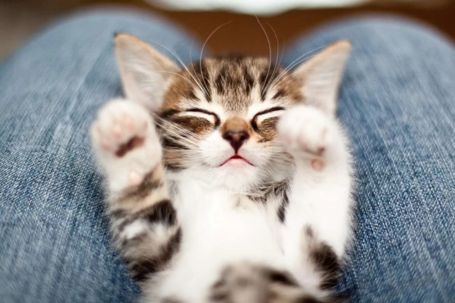 Gatinho filhote (kitten) representando o vocabulário de animais em inglês