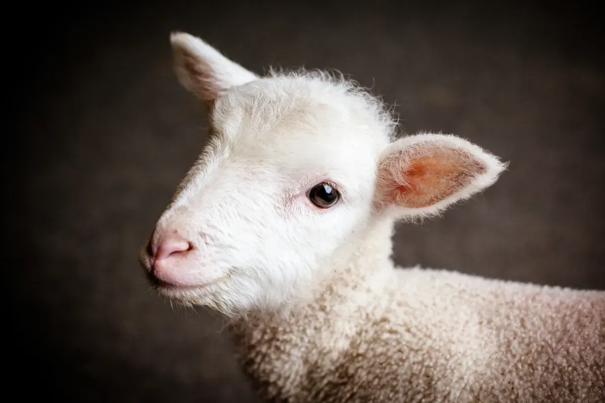 Cordeiro (lamb) representando os filhotes da fazenda
