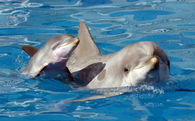 Golfinho adulto e filhote (dolphin calf) nadando juntos