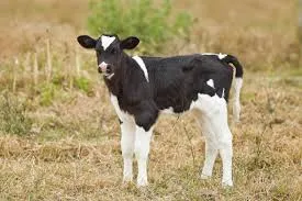 Bezerro (calf), animal jovem ainda em fase de amamentação, ilustrando as categorias do gado em inglês.