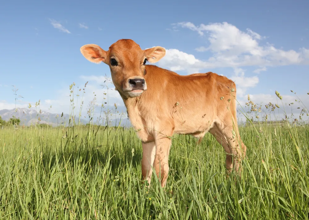 Bezerro (calf) no campo ilustrando vocabulário de fazenda em inglês