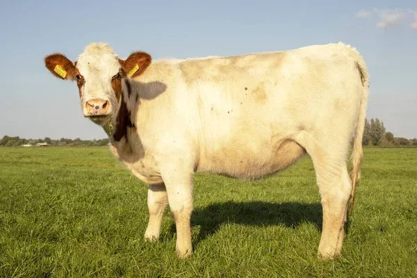 Vaca de descarte (cull cow), fêmea madura destinada ao abate, ilustrando as categorias do gado em inglês.