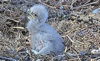 Filhote de águia (eaglet) aprendendo a voar