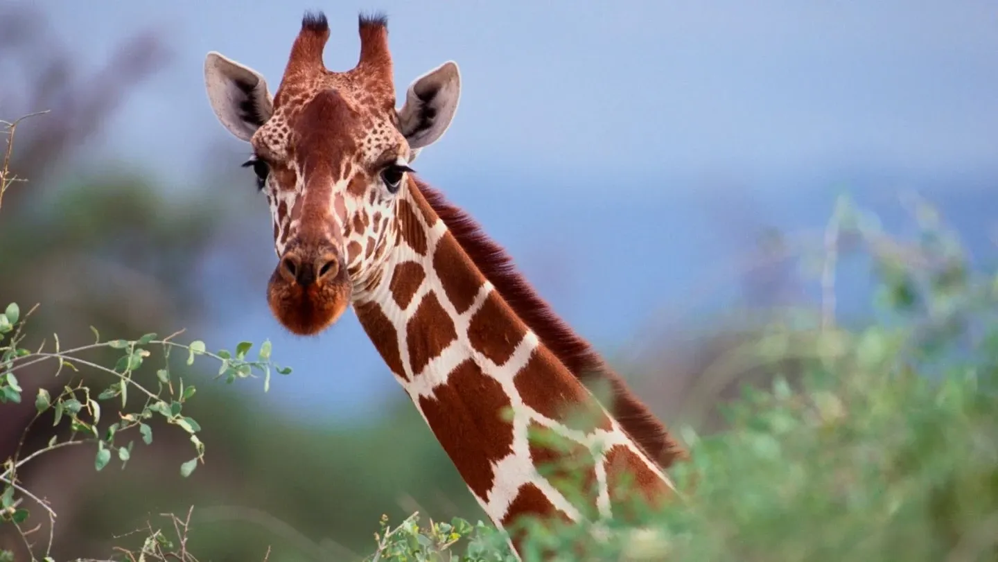 Girafa representando sabedoria e graca no quiz de animais em ingles