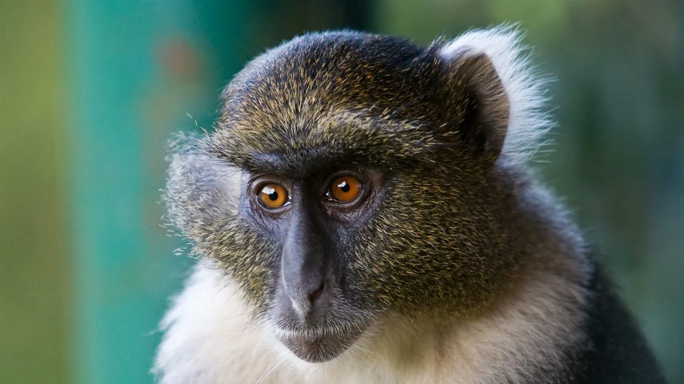 Macaco representando curiosidade e energia no quiz de animais em ingles