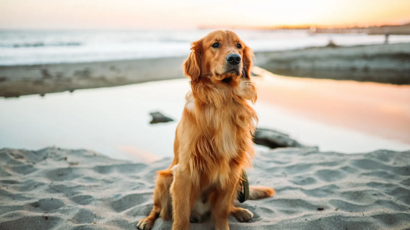 Cachorro representando lealdade e amizade no quiz de animais em ingles