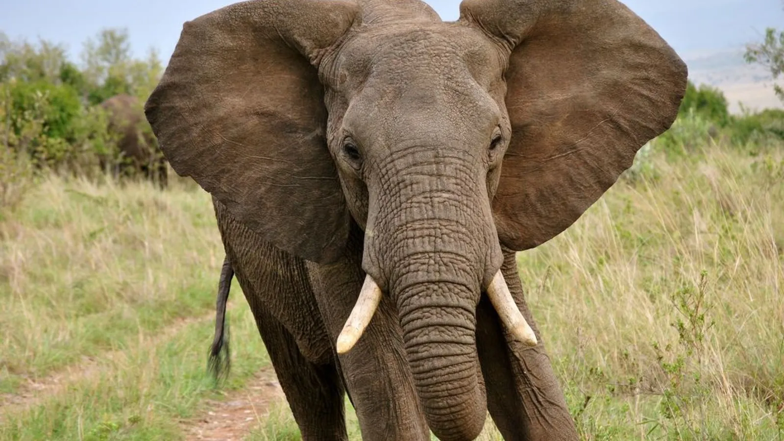Elefante representando sabedoria, calma e protecao no quiz de personalidade em ingles
