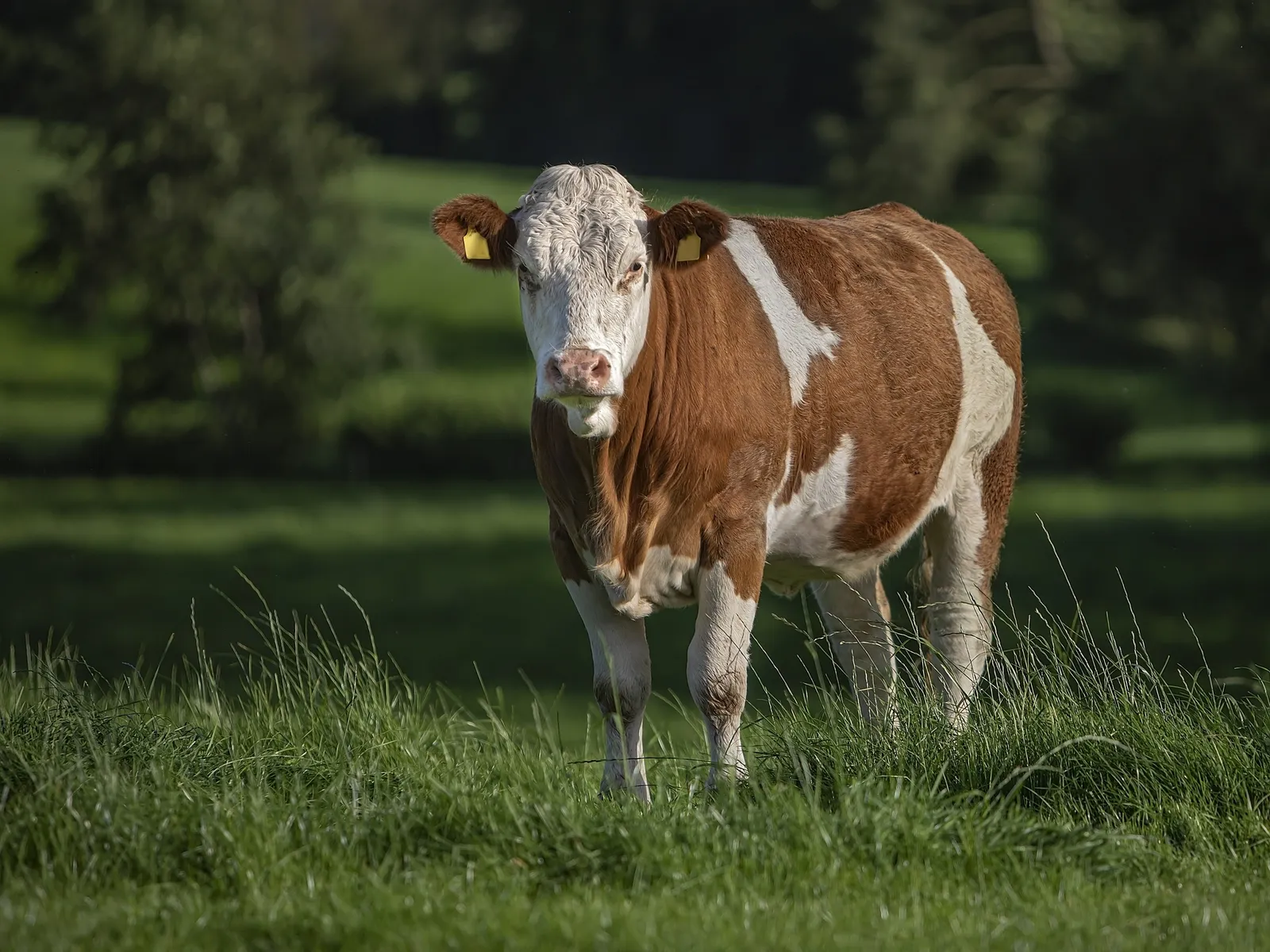 Novilha (heifer), fêmea jovem que ainda não pariu, ilustrando uma das categorias do gado em inglês.