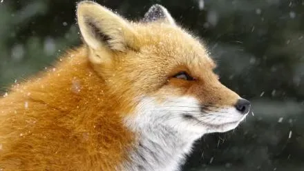 Raposa representando esperteza e percepcao estrategica no quiz de animais em ingles