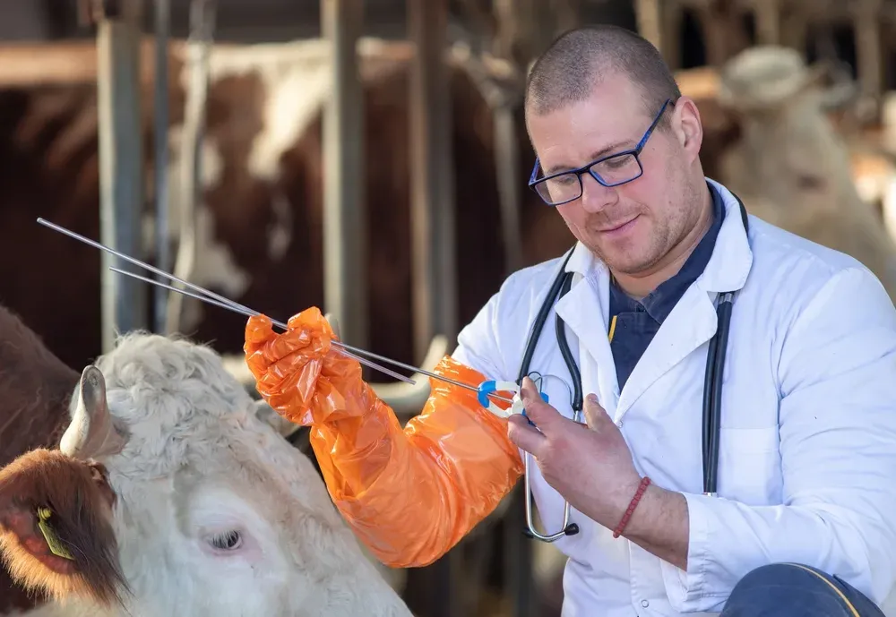 Vaca e touro em pasto na fase de reprodução (breeding) do gado, ilustrando vocabulário técnico do agro em inglês