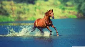 Cavalo representando liberdade e determinacao no quiz de animais em ingles