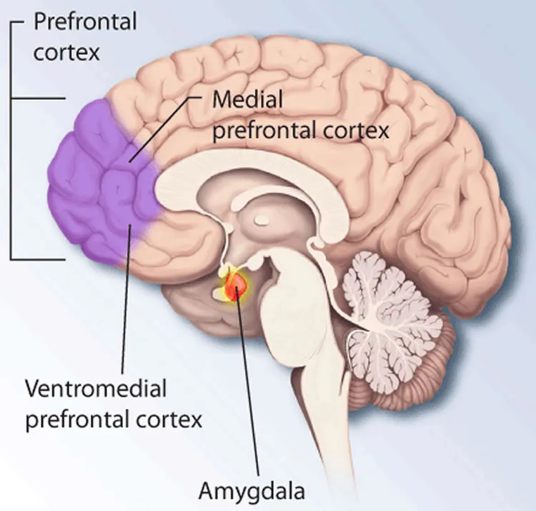 Ilustração do cérebro destacando a amígdala e o córtex pré-frontal, áreas envolvidas na reação emocional à ansiedade.