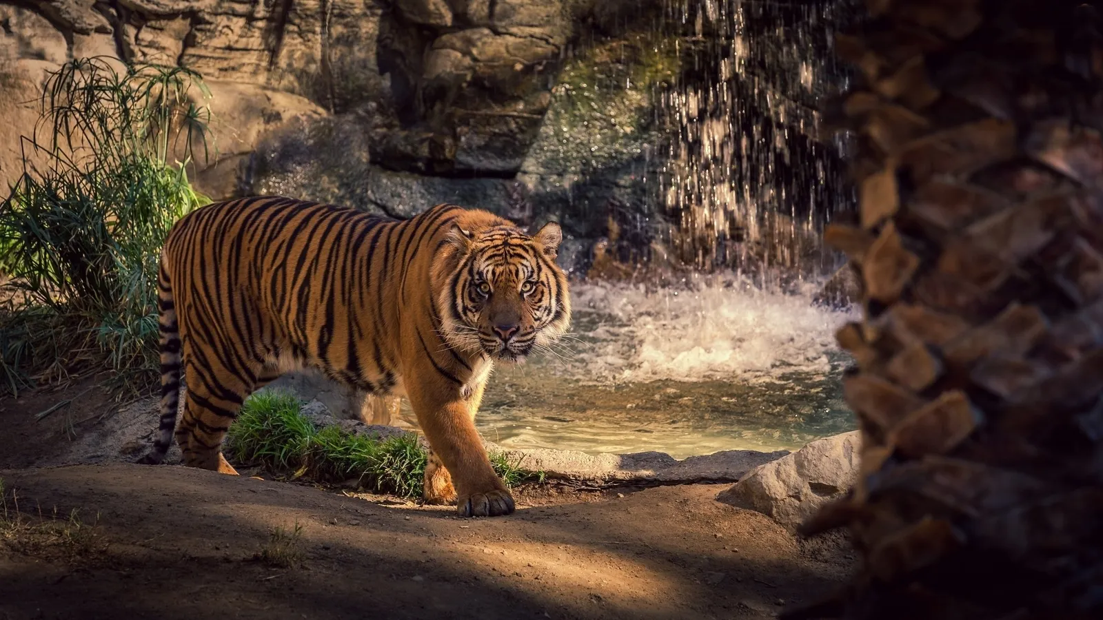Tigre representando coragem, forca e foco no quiz de personalidade em ingles