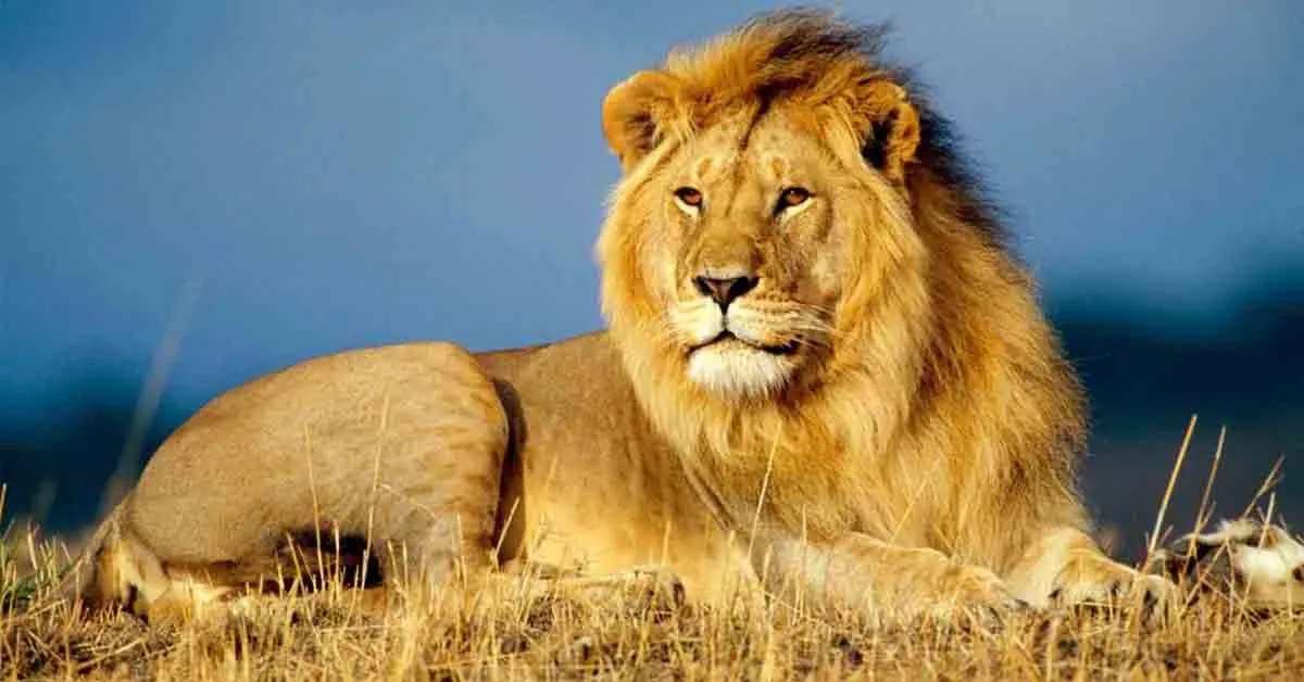 Leao representando as caracteristicas corajoso, forte e confiante no quiz de animais em ingles