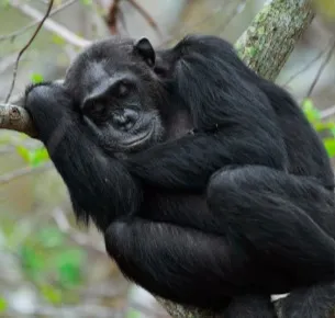 Macaca dormindo na árvore