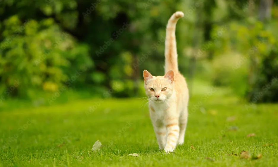 Gato representando independencia e elegancia no quiz de personalidade em ingles