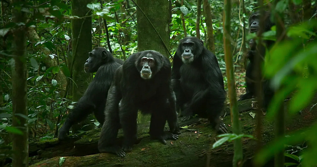Macho alfa de chimpanzés cercado de aliados, ilustrando a importância das coalizões para manter o poder