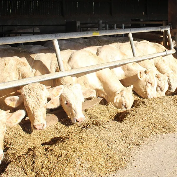 Gado em confinamento (feedlot) na fase de terminação e engorda (finishing) antes do abate