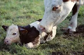 Bezerro recém-nascido ao lado da vaca na fase de parto (calving), termo da produção de gado em inglês