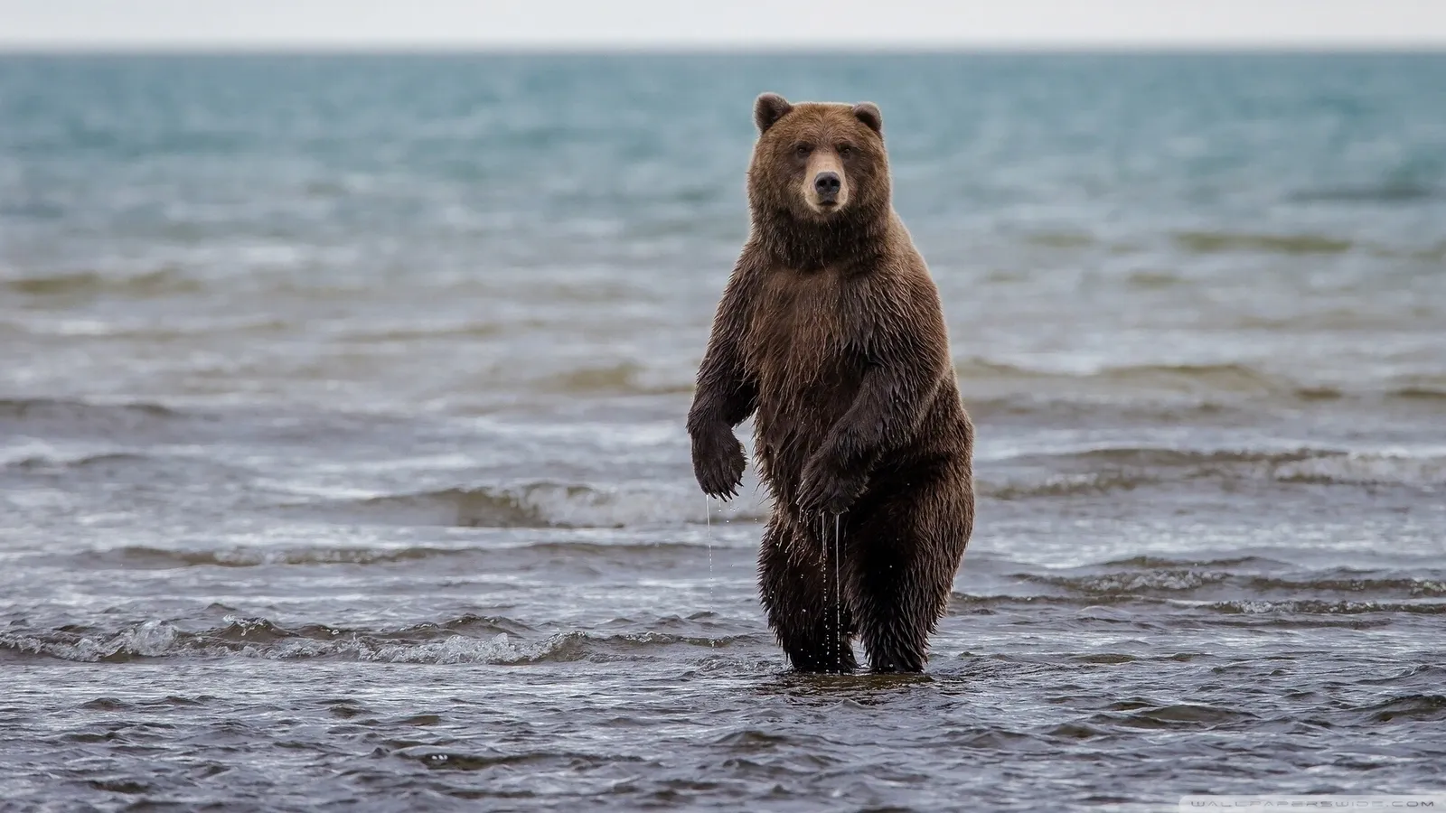 Urso representando forca, calma e protecao no quiz de personalidade em ingles
