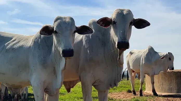 Bois em confinamento representando o gado elegível para exportação à China (China-eligible cattle) na pecuária de corte.