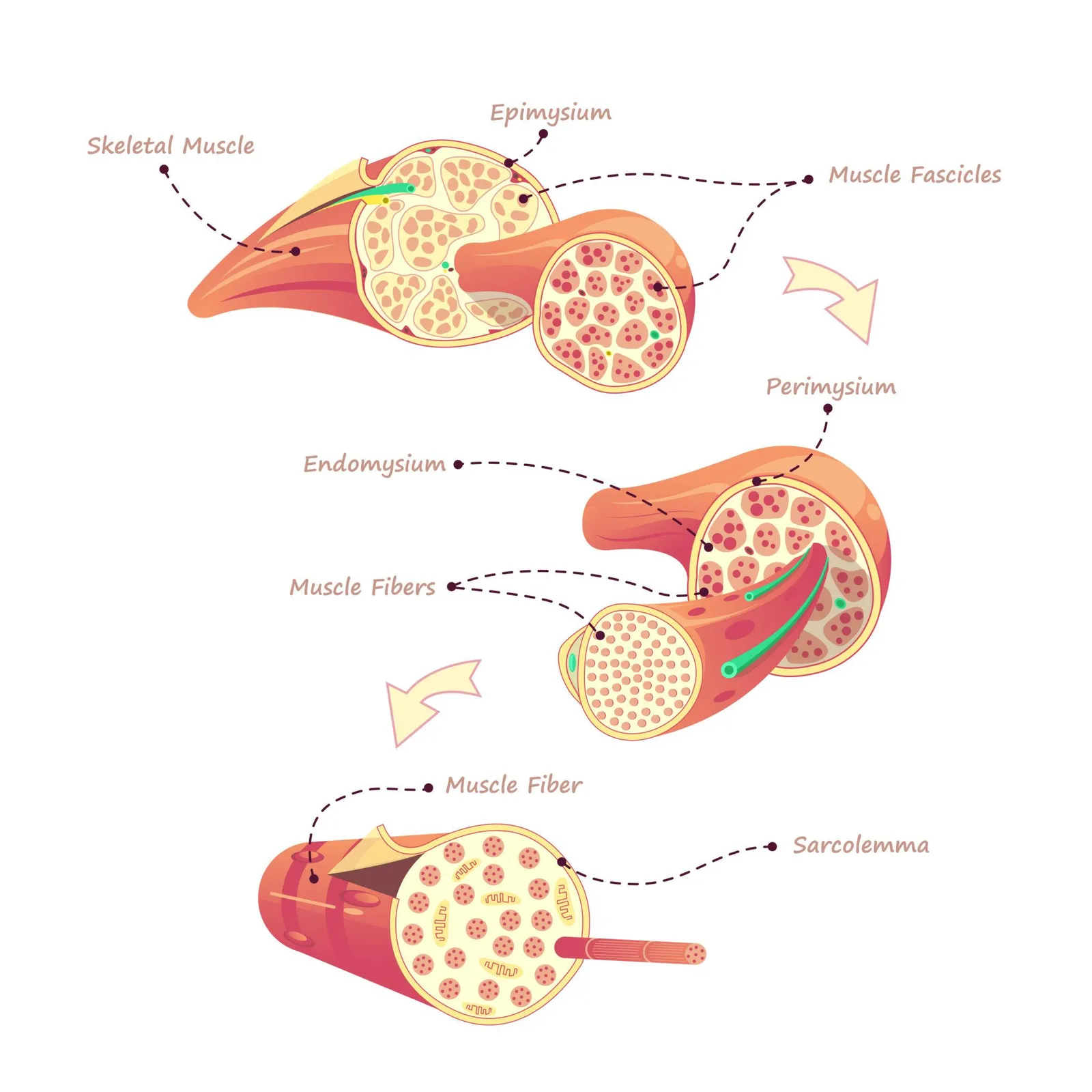Esquema do processo de inflamação e reparo das fibras musculares