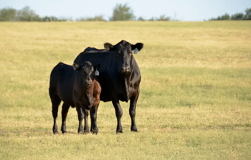 Bovinos jovens em fase de crescimento (backgrounding) ganhando estrutura e músculo no pasto