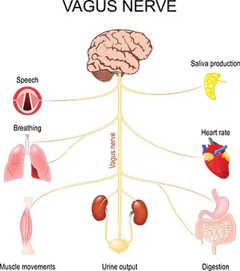 Esquema do trajeto do nervo vago descendo do cérebro pelo corpo humano.