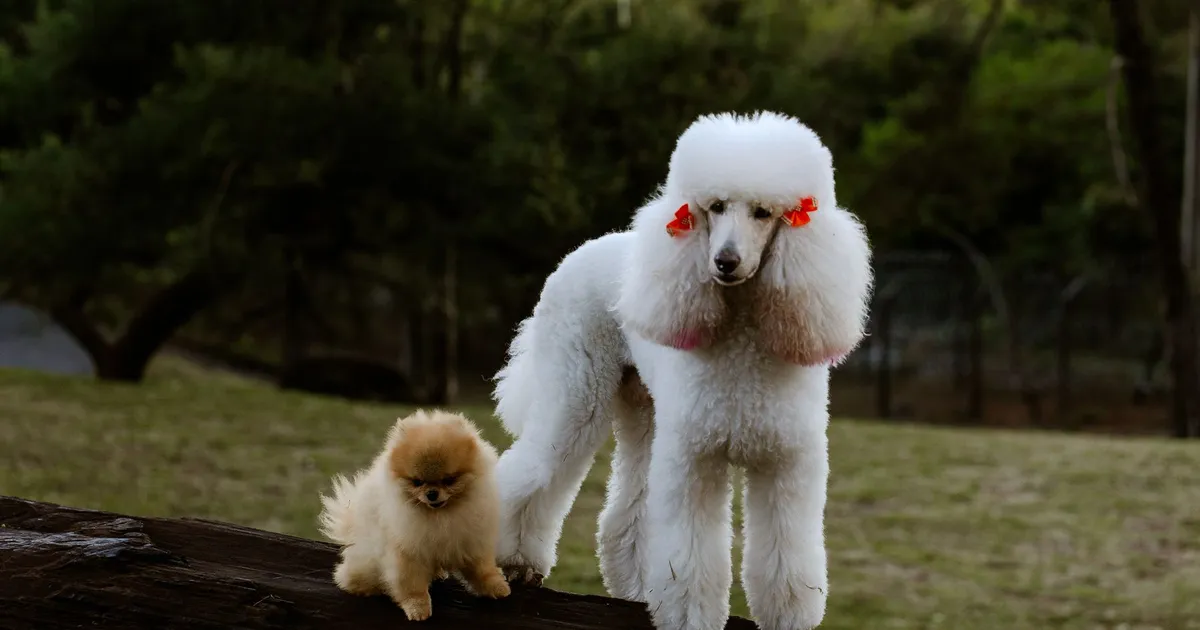 Um poodle branco grande ao lado de um lulu-da-pomerânia pequeno: the poodle is bigger than the pomeranian, comparativo em inglês