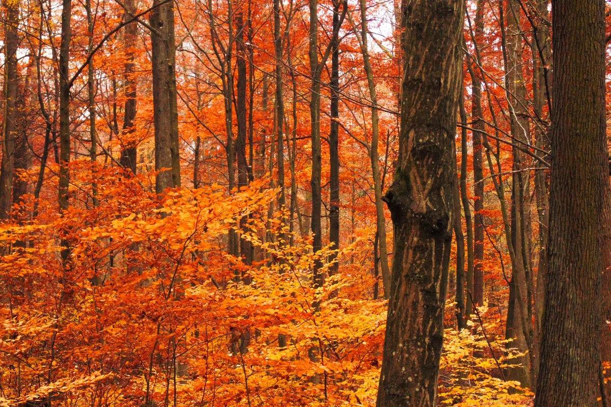 Folhas alaranjadas caindo no outono — autumn ou fall, o outono em inglês