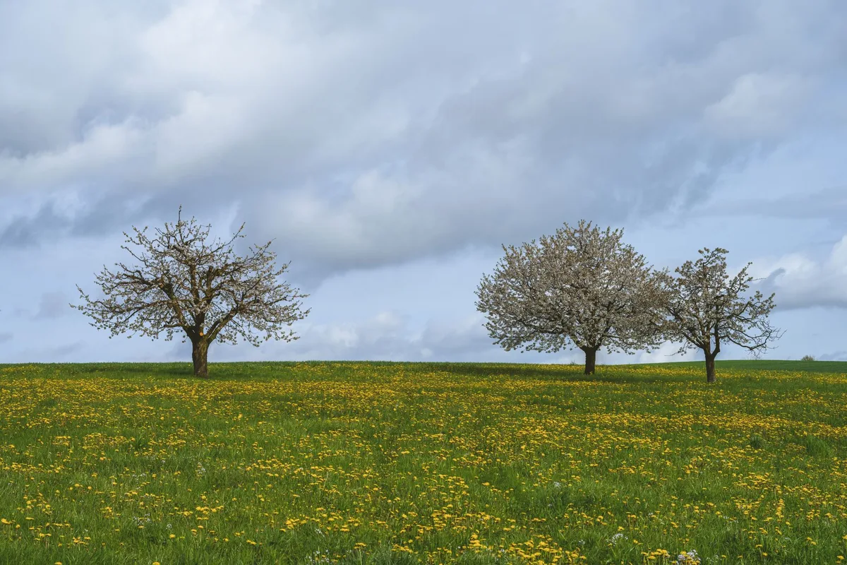 Campo florido na primavera — spring, a primavera em inglês