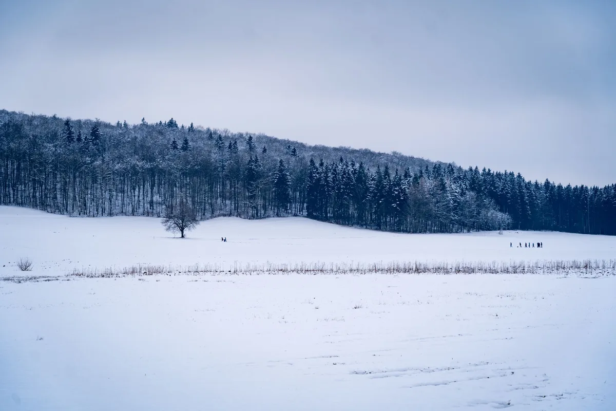 Floresta coberta de neve no inverno — winter, o inverno em inglês