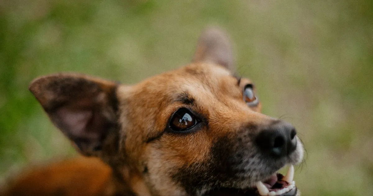 Cachorro ao ar livre, ilustrando Comandos para cachorro em inglês: Sit, Stay, Come e o imperativo na prática
