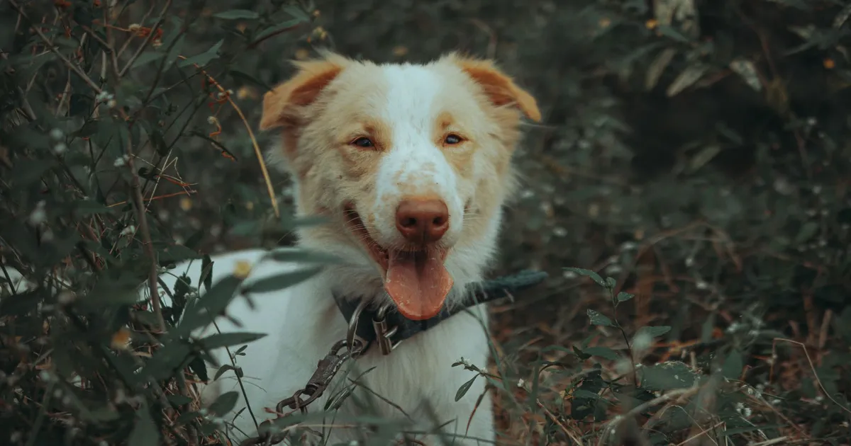 Cachorro ao ar livre, ilustrando Como o Cachorro Mudou a História da Humanidade